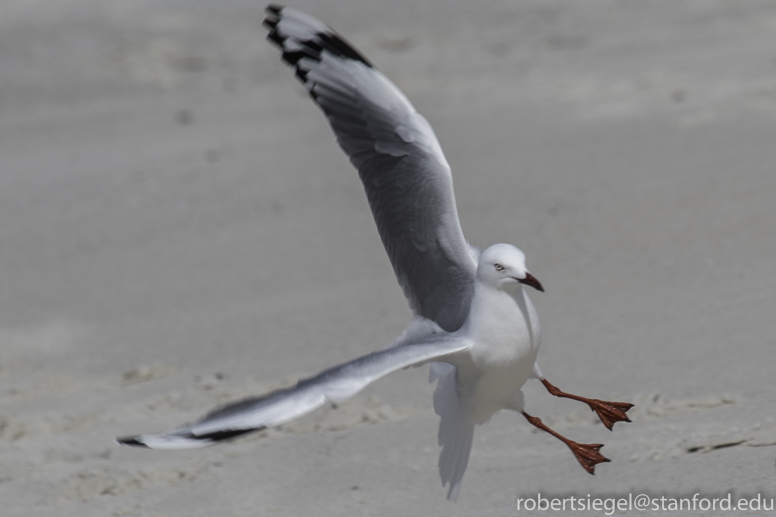 silver gull